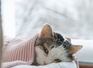 あなたの猫が病気かもしれない10の微妙な兆候 