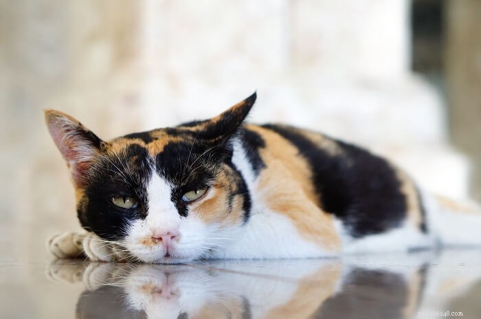 10 sottili segni che il tuo gatto potrebbe essere malato