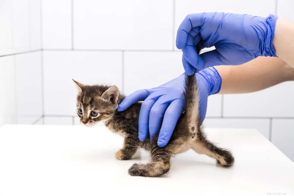 Guide för kattkönsorgan:Vad du behöver veta