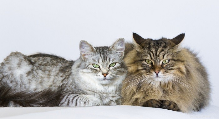 Gids voor kattengenitaliën:wat u moet weten