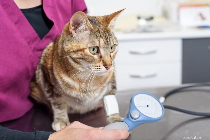 Amlodipin pro kočky:Dávkování, bezpečnost a vedlejší účinky