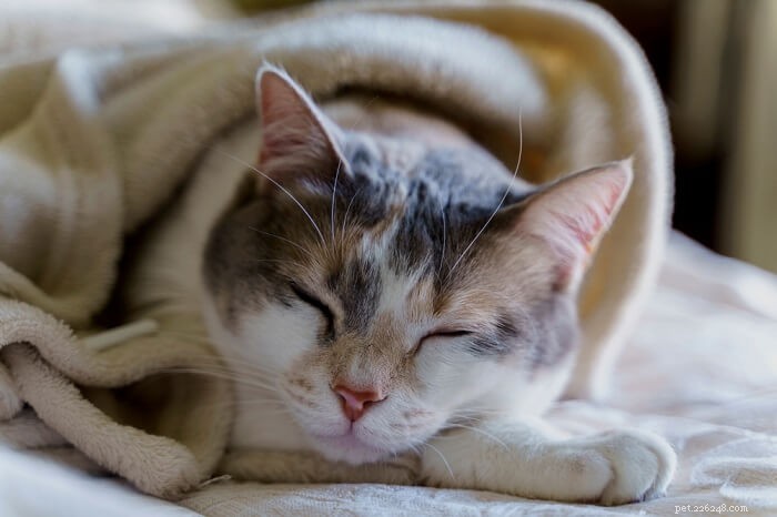 10 nejnebezpečnějších nemocí u koček