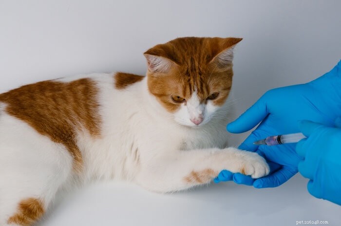 10 самых опасных заболеваний у кошек