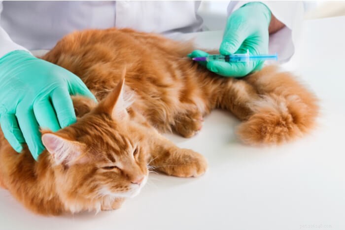10 malattie più pericolose nei gatti