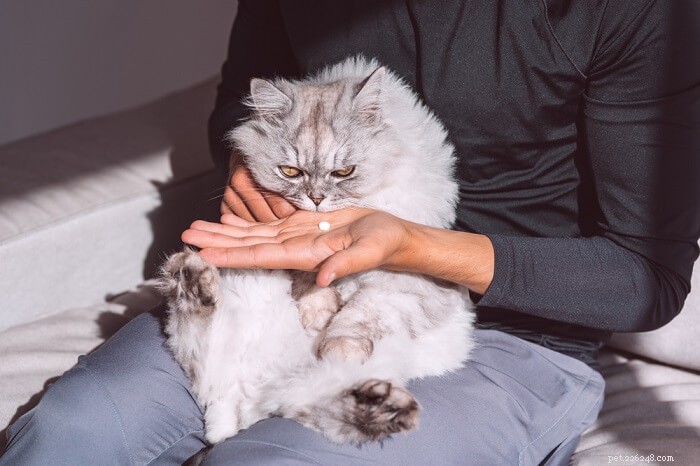 Azithromycin pro kočky:Dávkování, bezpečnost a vedlejší účinky