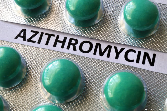 Azithromycine pour les chats :dosage, sécurité et effets secondaires
