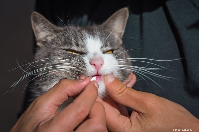 고양이용 아지트로마이신:복용량, 안전 및 부작용