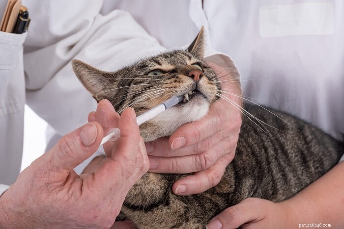 고양이 알본:복용량, 안전 및 부작용
