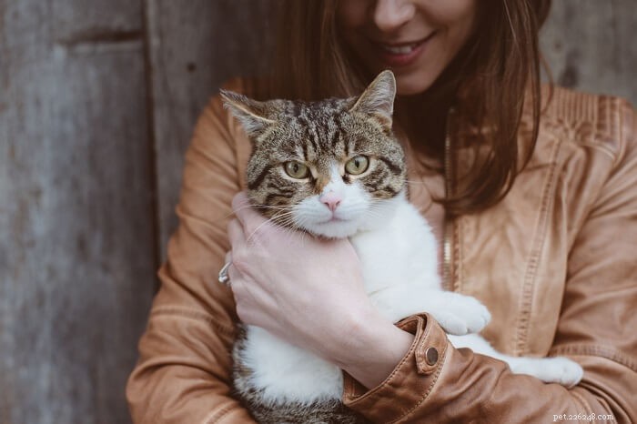 O que saber ao adotar um gato FeLV-positivo