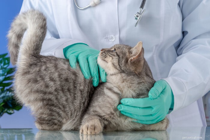 Selhání jater u koček:příčiny, příznaky a léčba