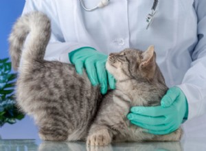 猫の肝不全：原因、症状、および治療 