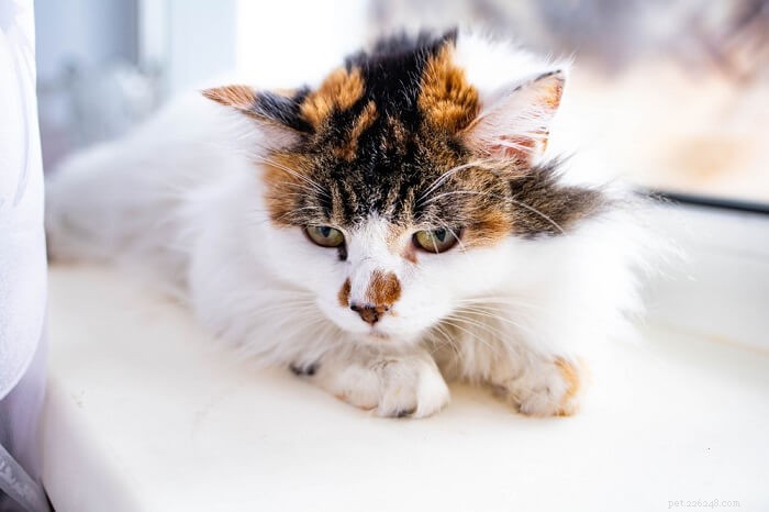 Insuficiência hepática em gatos:causas, sintomas e tratamento