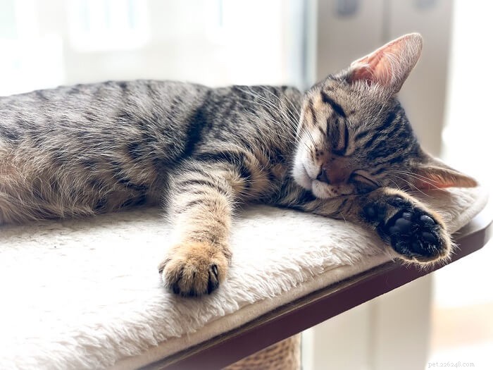 고양이 메스꺼움:원인, 증상 및 치료