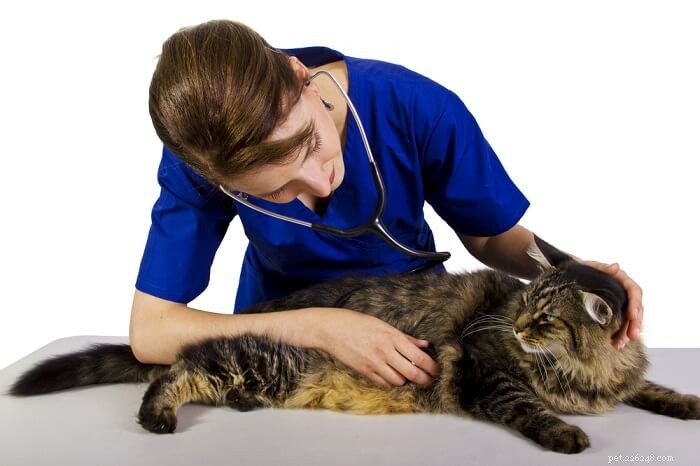 Nausea del gatto:cause, sintomi e trattamento