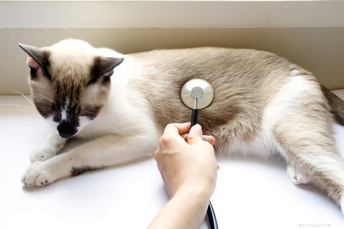 Kočičí nevolnost:Příčiny, příznaky a léčba