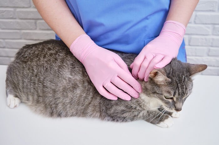 Bravecto Plus för katter:dosering, säkerhet och biverkningar