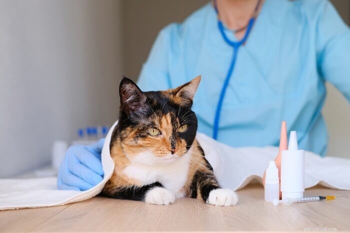 Bravecto Plus för katter:dosering, säkerhet och biverkningar
