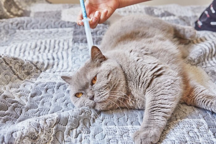 Bravecto voor katten:dosering, veiligheid en bijwerkingen