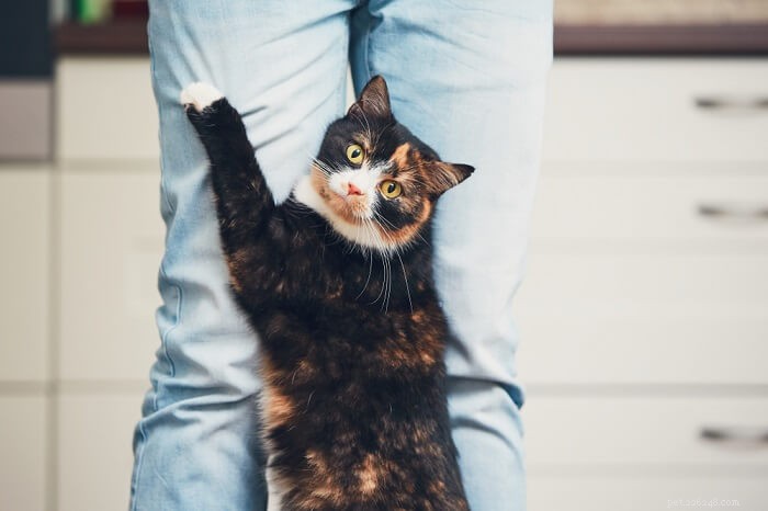 Kattens bakben som kollapsar:orsaker, symtom och behandling
