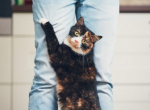 猫の後ろ足の崩壊：原因、症状、および治療 