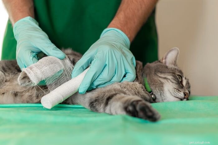 Kočičí zadní nohy kolabující:Příčiny, příznaky a léčba