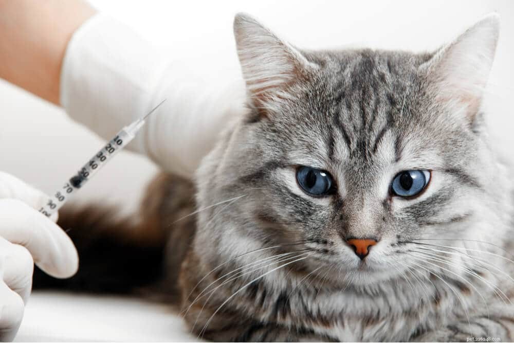 猫用ベナゼプリル：投与量、安全性、副作用 