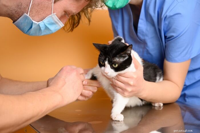 Benazepril för katter:dosering, säkerhet och biverkningar