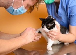 고양이를 위한 Benazepril:복용량, 안전 및 부작용