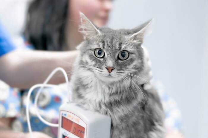고양이 혈액 검사(다양한 유형의 검사, 건강 상태 및 비용)