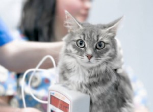 猫の血液検査（さまざまな種類の検査、健康状態、費用） 