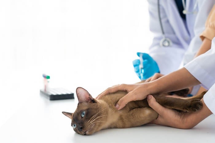 Kattenbloedonderzoek (verschillende soorten tests, gezondheidsproblemen en kosten)