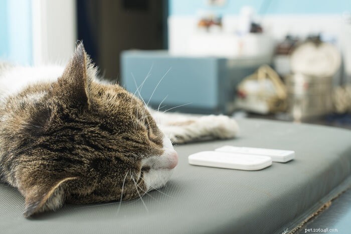 Kattenbloedonderzoek (verschillende soorten tests, gezondheidsproblemen en kosten)