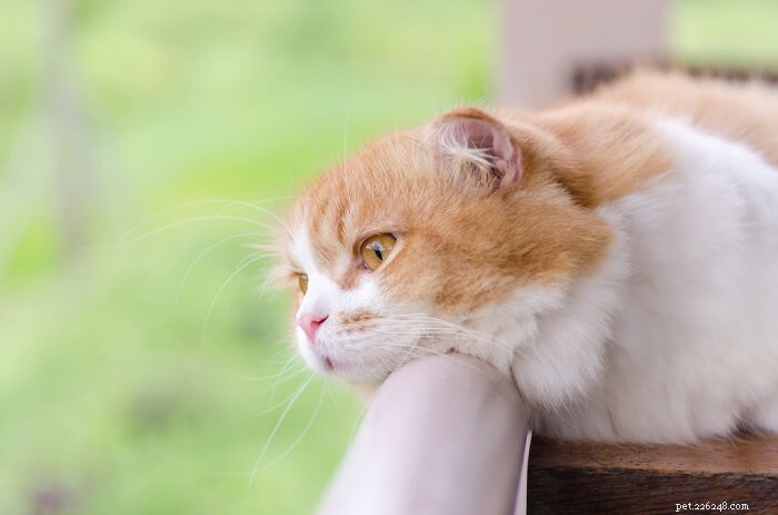 고양이용 아미트립틸린:복용량, 안전 및 부작용