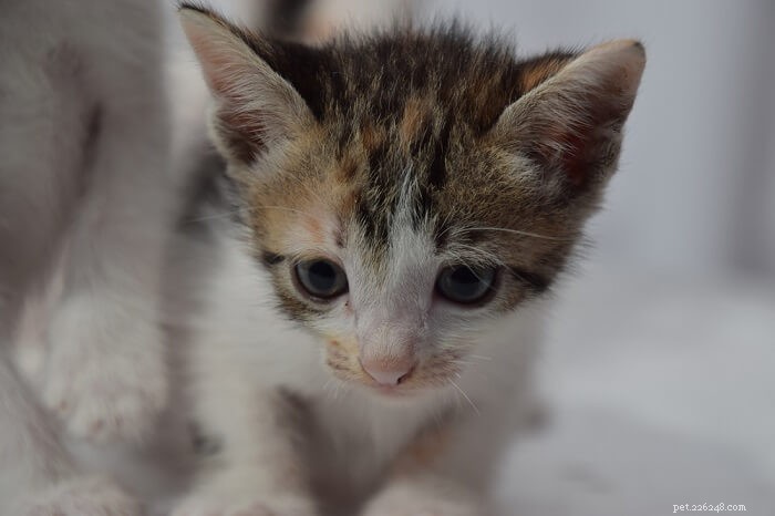 Amitriptyline voor katten:dosering, veiligheid en bijwerkingen
