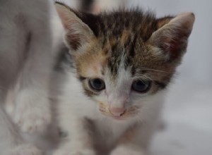 Amitriptylin pro kočky:Dávkování, bezpečnost a vedlejší účinky