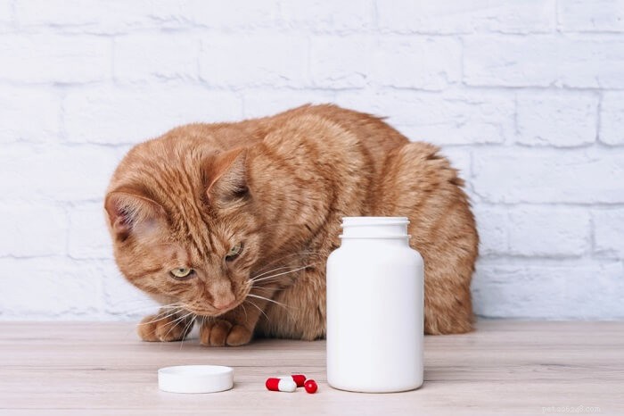 Amantadine pour chats :dosage, sécurité et effets secondaires
