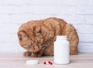 猫用アマンタジン：投与量、安全性、副作用 