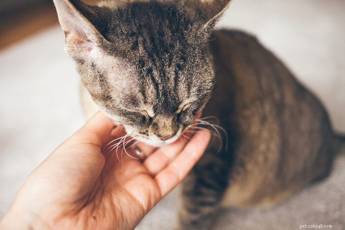 Amantadin för katter:dosering, säkerhet och biverkningar