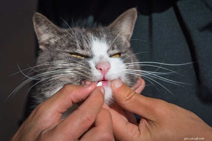 Wat kun je een kat geven tegen pijn? 6 door dierenartsen aanbevolen opties