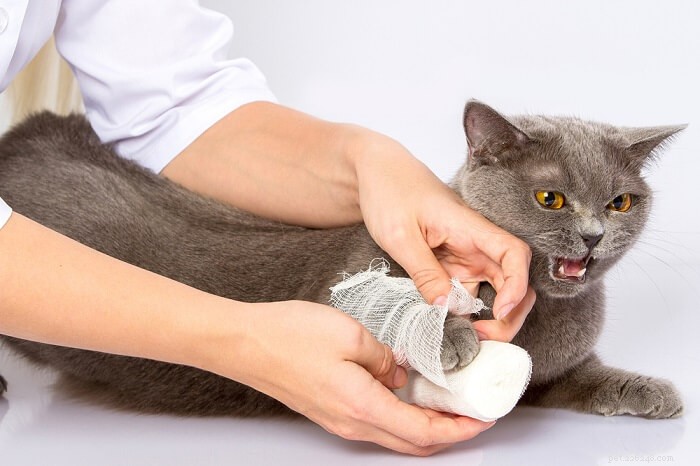 O que você pode dar a um gato para a dor? 6 opções recomendadas pelo veterinário