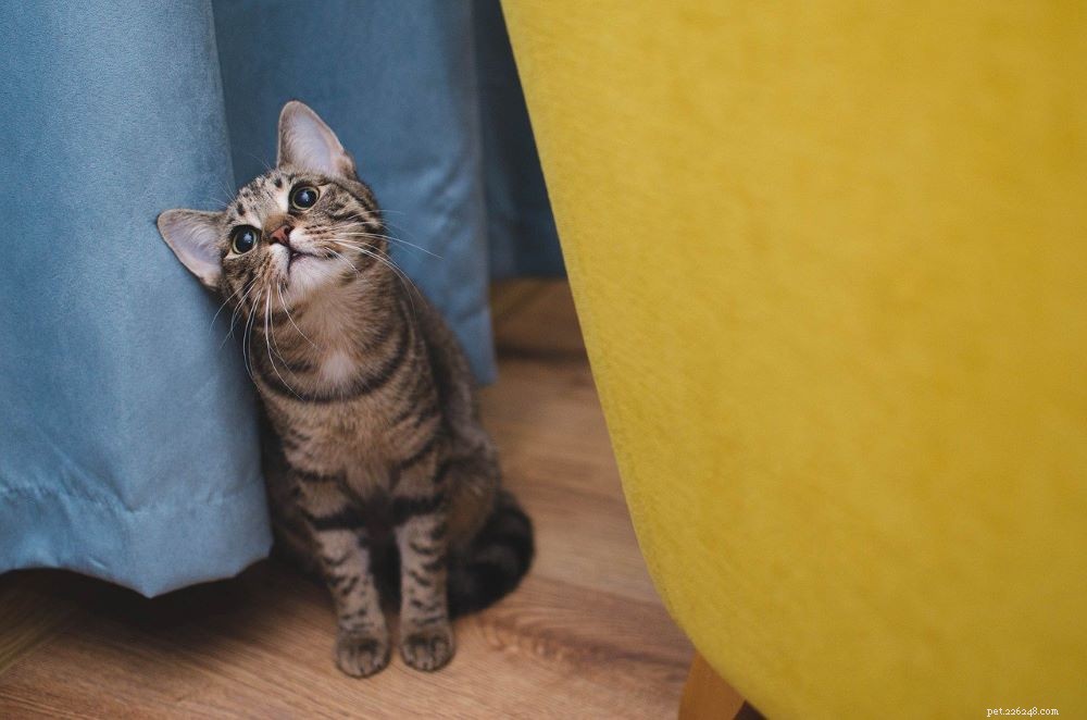 Gatinhos podem comer comida de gato adulto? Um veterinário explica
