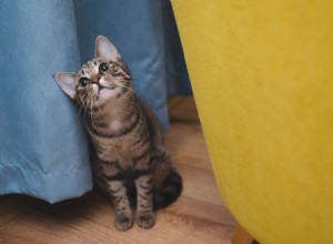 子猫は大人のキャットフードを食べることができますか？獣医は説明します 