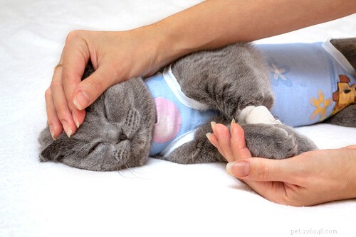 Сколько стоит стерилизовать или стерилизовать кошку?