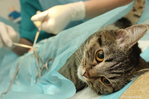 Hur mycket kostar det att sterilisera eller kastrera en katt?