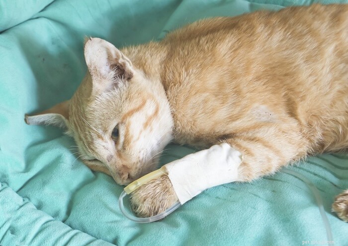 Tekutinová terapie pro kočky