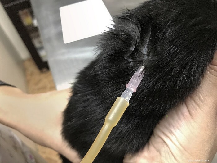 Vloeistoftherapie voor katten