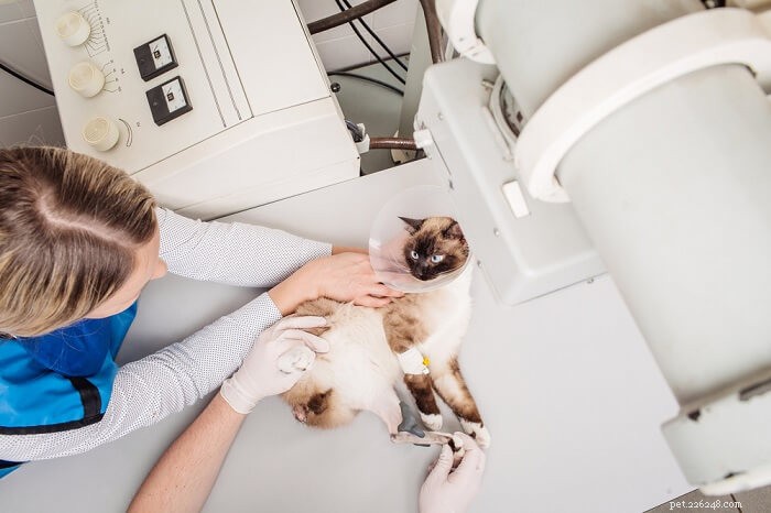 Quanto costa una radiografia del gatto?