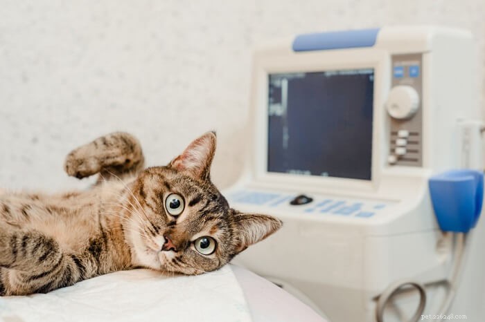 Quanto custa uma radiografia de gato?