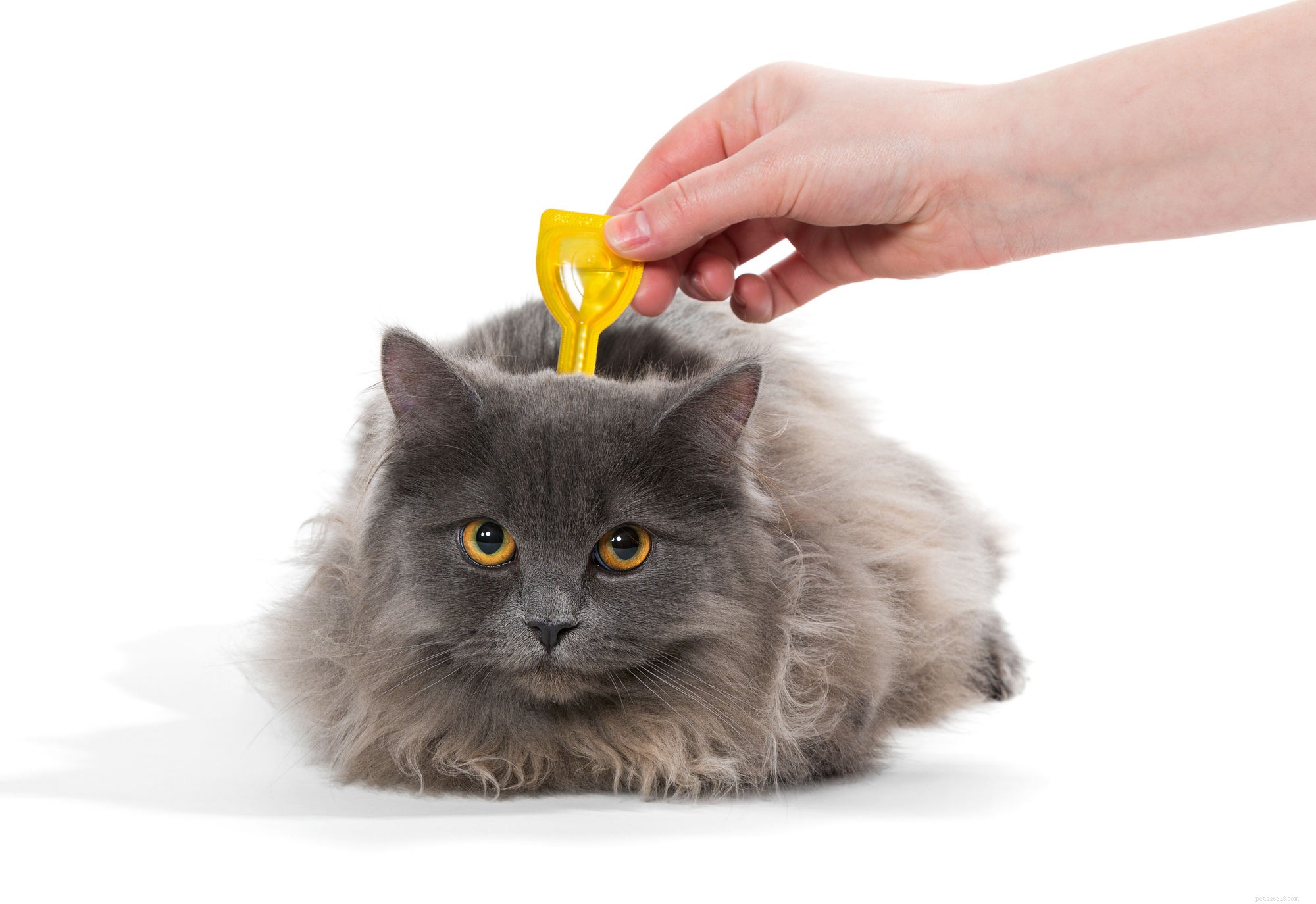 고양이를 위한 5가지 최고의 벼룩 치료제