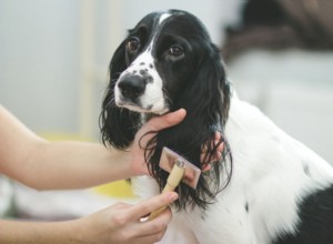 Nossas dicas de cuidados com cães de inverno